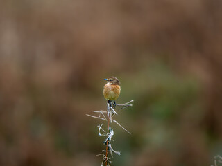 枯れ木のてっぺんに留まって周りを見渡しているノビタキ