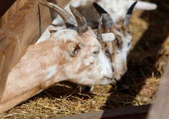 Goats eat hay on the farm