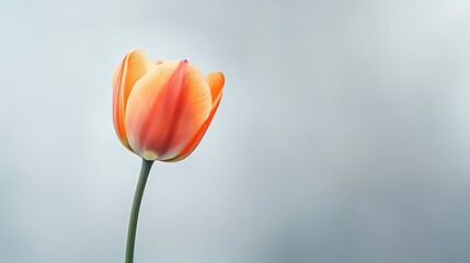Serene Orange Tulip Blossom - Minimalist Floral Phone Wallpaper Design on Light Grey Background with Soft Focus and Warm Tones