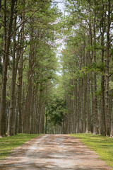 Obraz premium path in the woods