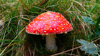 Fliegenpilz, große rote Kappe mit weißen Tupfen, 