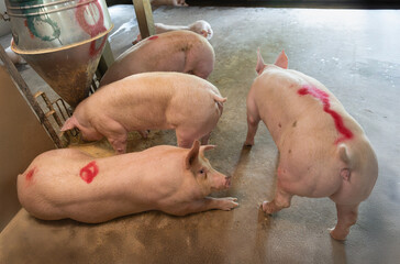 Adult pig relax in close housing system farm.