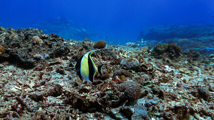 Underwater photo of a colorful tropical fish at a coral reef. From a scuba dive in Bali, Indoensia.