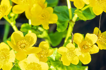 Obraz premium Plants of swamps. The marsh marigold (Caltha palustris) blooms in the water on the haughland. Ladoga lake