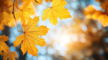 Obraz premium Yellow autumn maple leaves. Sunny autumn day. Fall in nature. Natural autumn fall background