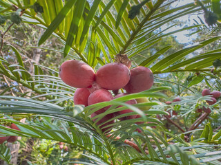 fruits of the plant Japanese plum yew