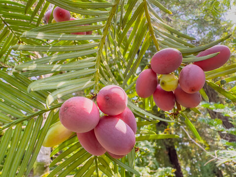 fruits of the plant Japanese plum yew