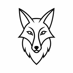 Fototapeta premium coyote