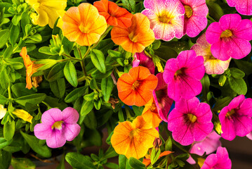 Calibrachoa Million Bells Series - Mini petunia. Yellow, orange and purple Calibrachoa flowers.