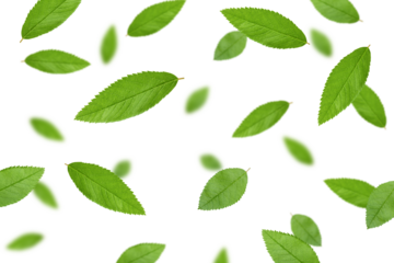 Falling Rose Hip leaves isolated on white background, selective focus