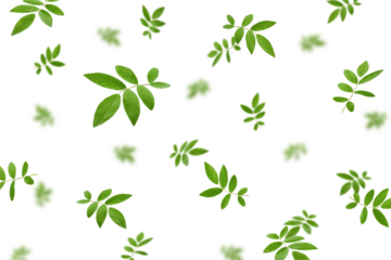 Falling Rose Hip leaves isolated on white background, selective focus