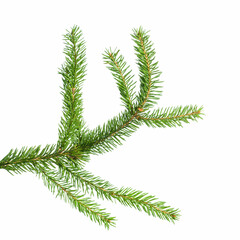 Small green spruce branch isolated on white background