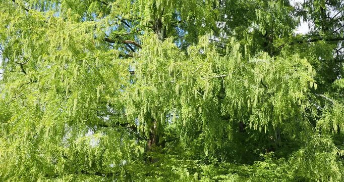 Metasequoia glyptostroboides | Sapin d'eau - S&eacute;quoia de Chine - M&eacute;tasequoia du Sechuan. Branches &eacute;tal&eacute;es portant des c&ocirc;nes males en panicules au bout de rameaux courb&eacute;s

