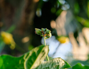 Ants on sponge gourd flower and buds.