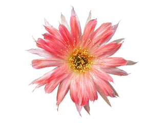Blooming pink cactus flower isolate on white background.