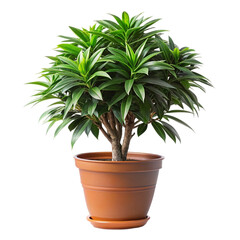 Obraz premium Plant isolated with clipping path isolated on transparent background