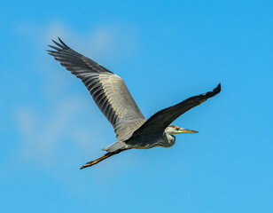 grey heron (Ardea cinerea) in flight