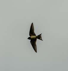 house martin (Delichon urbicum) in flight