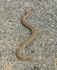 common European adder or viper (Vipera berus)