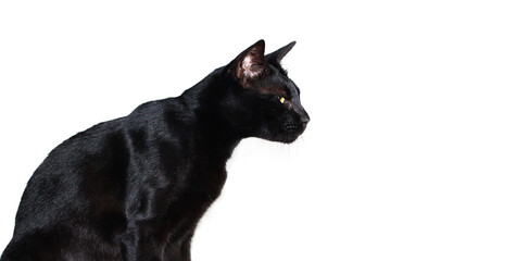 Fototapeta premium Close up The Black cat looking to the forward, side view shot, blank empty space for copy, isolated on white background.