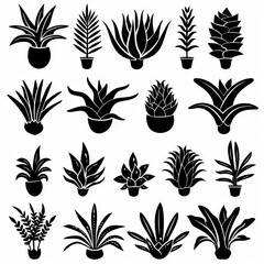 Bromeliad (Bromeliaceae genera) Pot Plant Icon Set, Bromeliaceae genera Plant Flat Design