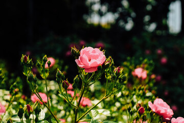 pink climbing rose bush close-up in botanical garden, rose background