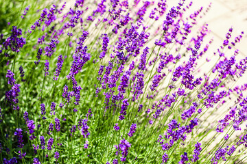 Obraz premium Purple lavender bushes close up