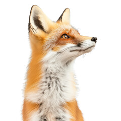 Obraz premium A detailed portrait of a fox showcasing its beautiful fur and expressive eyes, perfect for nature and wildlife themes. transparent background