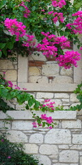 Flowering Bougainvillea Plant Front View Pink Stone Wall