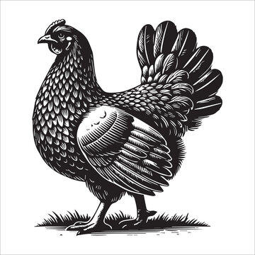 Hen silhouette Clipart - Marans Chicken Vector illustration in black and white
