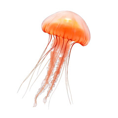 Colorful jellyfish gracefully floating in the ocean, showcasing its translucent body and long, trailing tentacles. transparent background