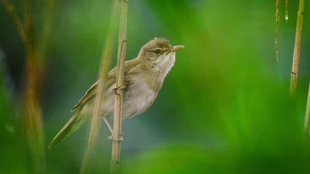 Marsh warbler (Acrocephalus palustris) singing in the reeds