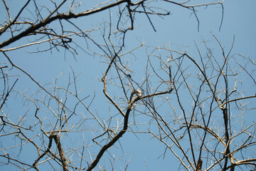 Dry branch on blue sky background