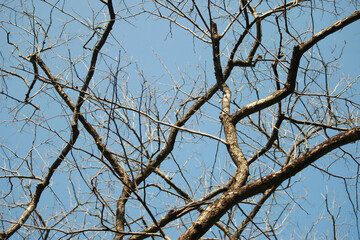 Dry branch on blue sky background