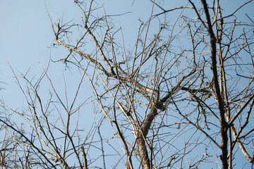 Dry branch on blue sky background