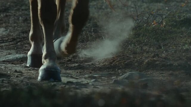 Horse walking footstep closeup on landscape