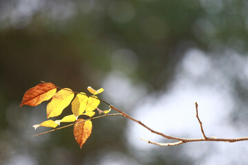Dry branch on nature background