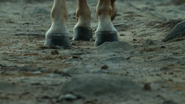 Horse walking footstep closeup on landscape