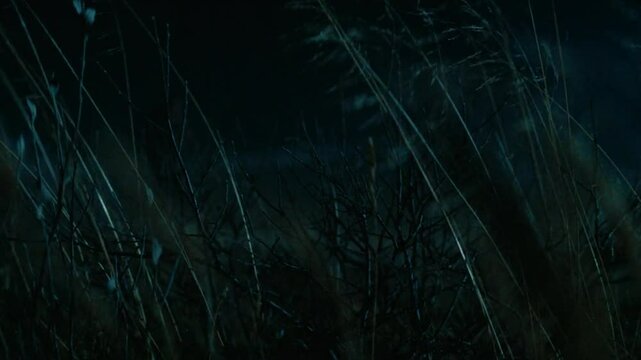Grass waving at the night