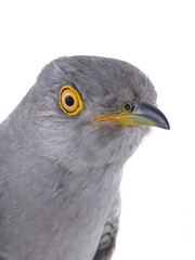 Portrait of surprised cuckoo isolated on white background