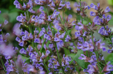 Purple sage flowers in the garden. Salvia officinalis.