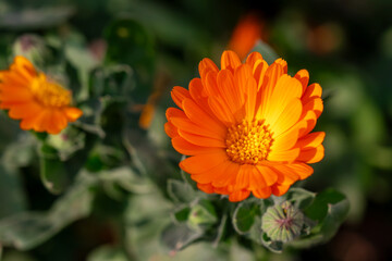Close-Up of a Vibrant Calendula Flower in Full Bloom