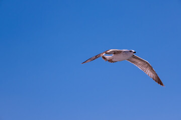 Seagull Gliding Gracefully Through a Clear Blue Sky