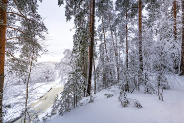 A snowy forest with trees covered in snow