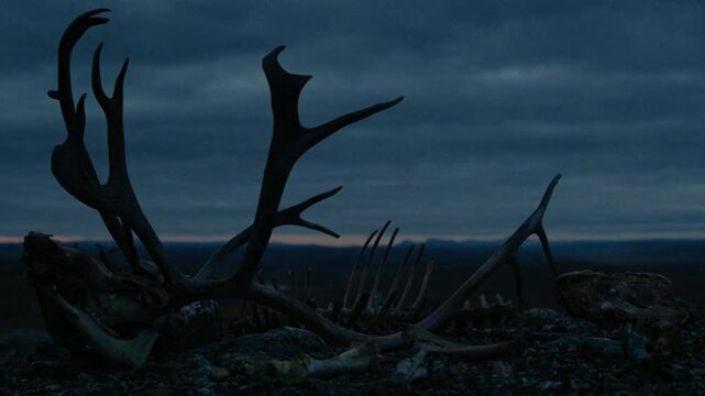 Animal bones closeup on landscape at night, sky covered with clouds