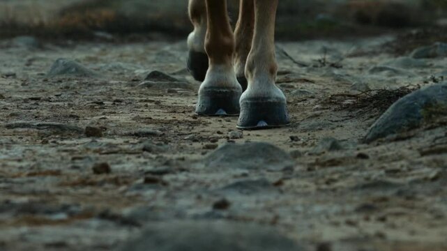 Horse walking footstep closeup on landscape