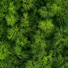 Dill sprig texture background, fresh fennel twigs pattern, raw herb plant bunch banner, fragrant dill leaves