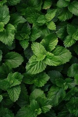 Many fresh lemon balm leaves texture background, fragrant spices pattern, Melissa officinalis mockup