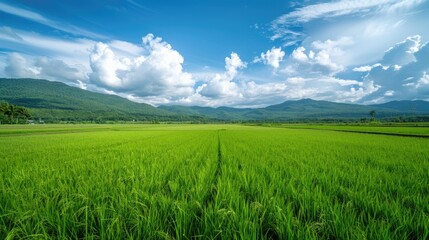 Obraz premium The stunning green rice field under the blue sky