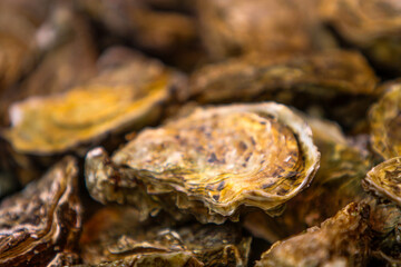 Harvesting Pacific oysters at a bustling coastal market during the early morning hours, celebrating nature's ocean bounty